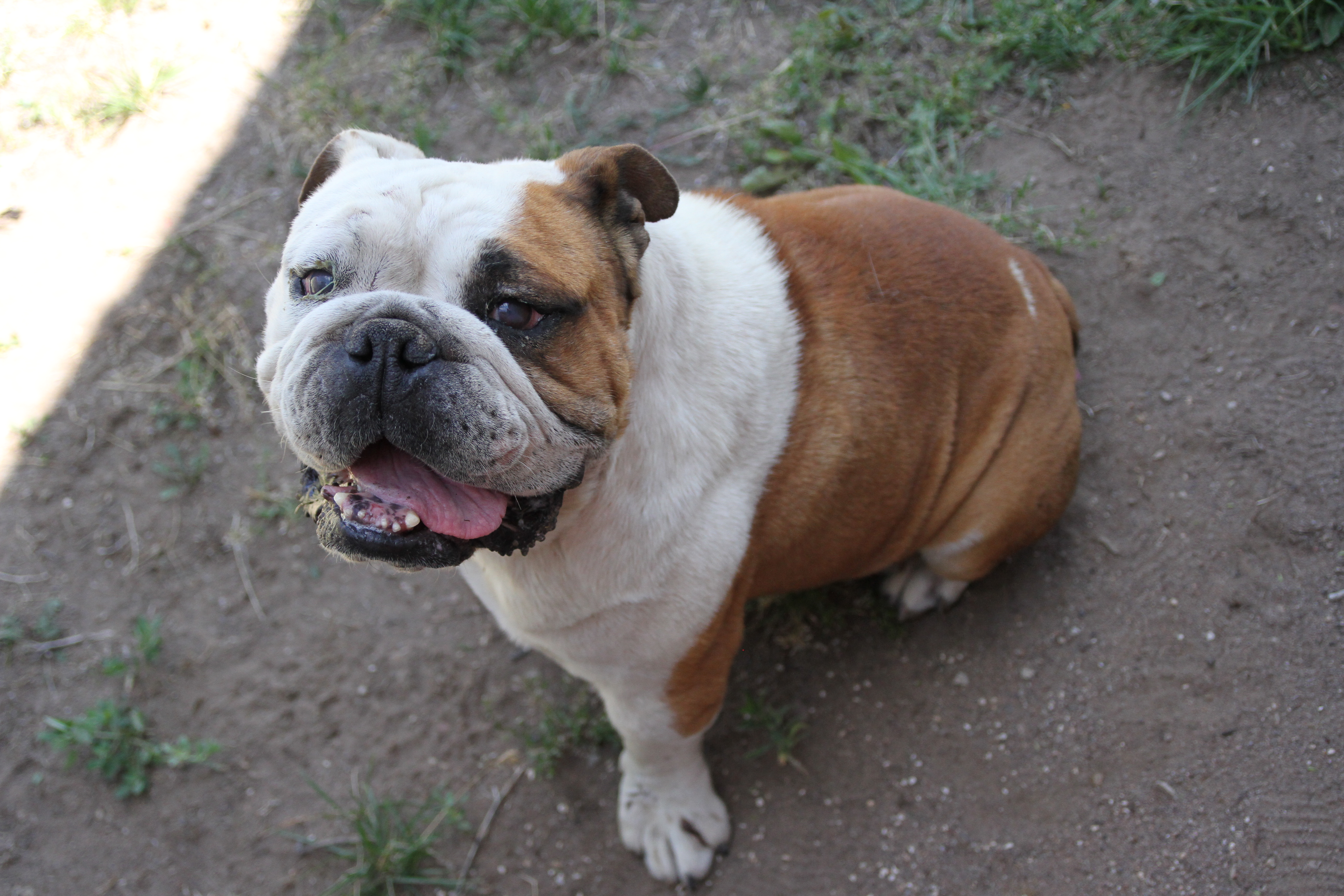 are bulldogs allowed in colorado